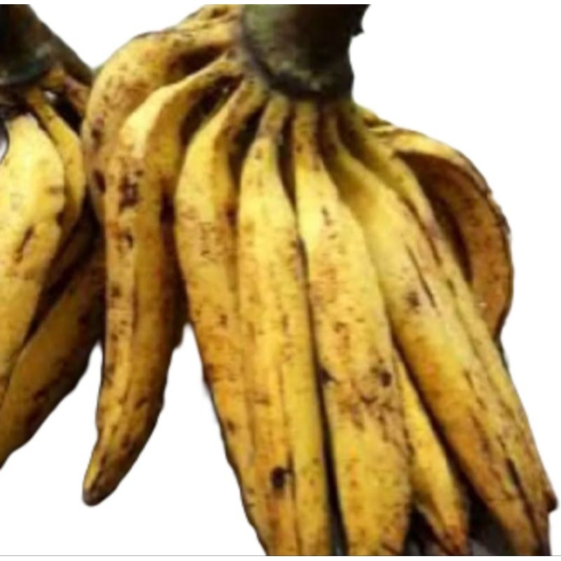 

Pisang Tanduk 2 pcs