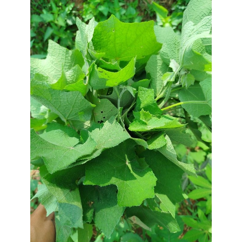

daun pulutan fresh 1 kg
