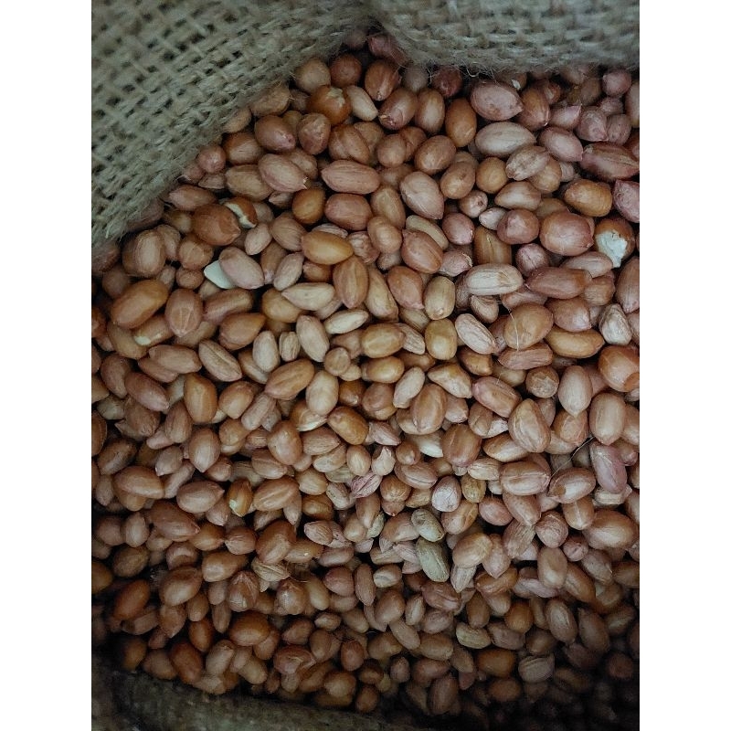 

Kacang tanah