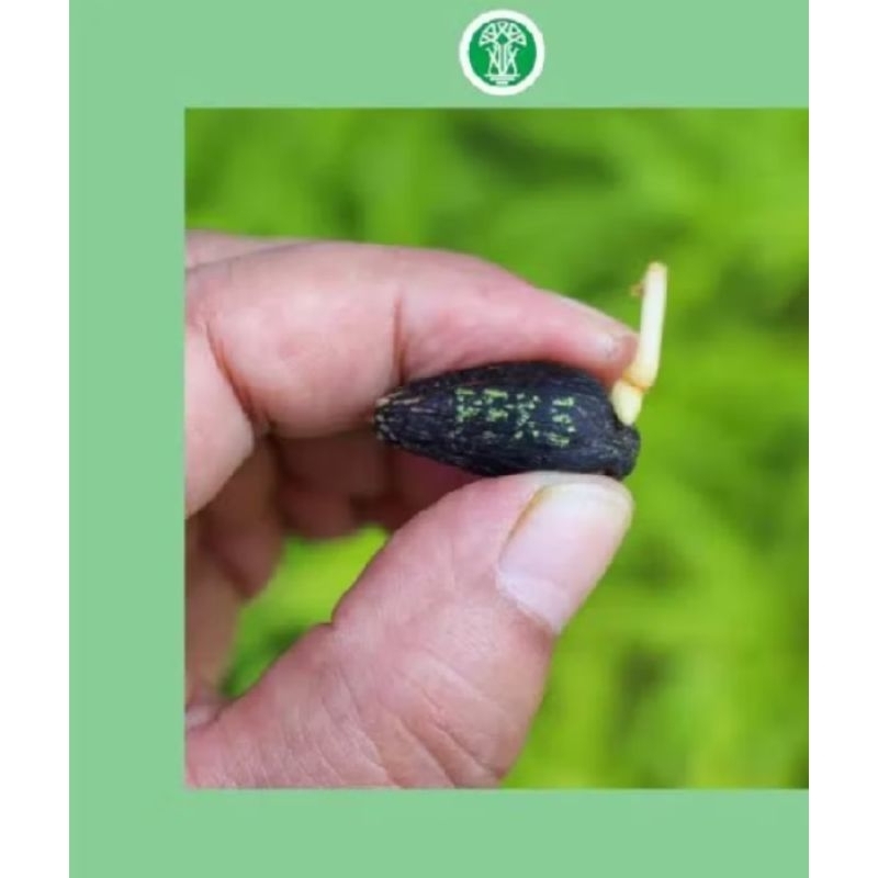 kecambah sawit PPKS unggul bersertifikat...