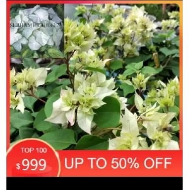 Tanaman hias bugenvil bunga Hawai kuning - bunga' cantik bugenvil