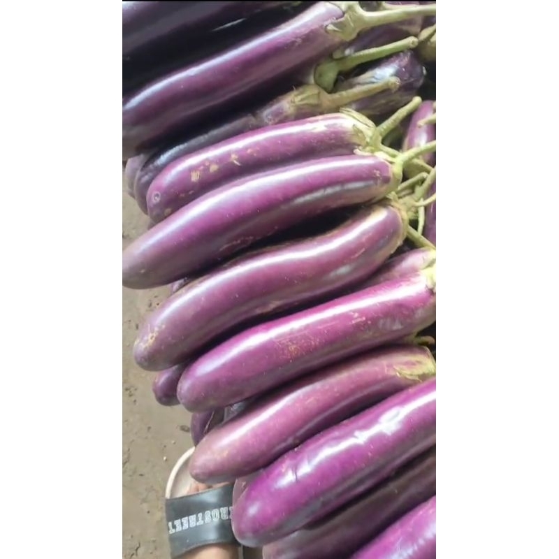 

TERONG UNGU SEGAR 1KG