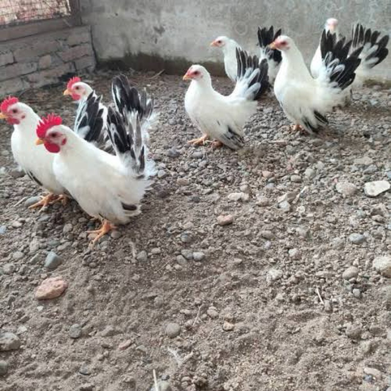 

TELUR FERTIL AYAM KATE UNTUK DITETASKAN