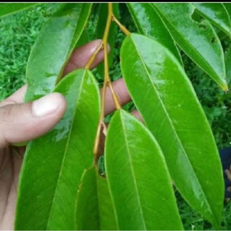 

termurah 150 LEMBAR daun duren /obat herbal daun duren fresh