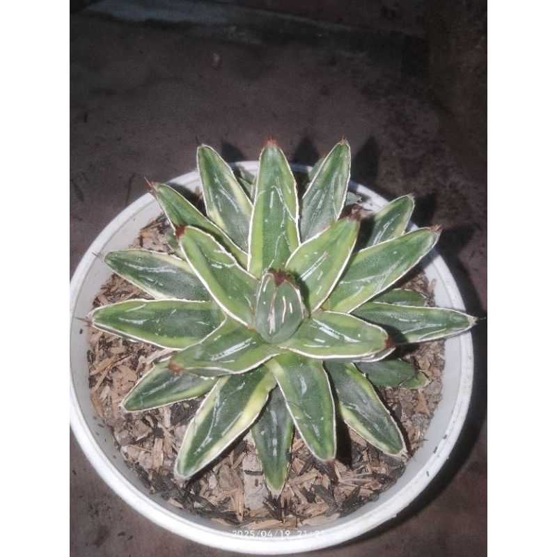 agave victoria reginae cv kijan jumbo