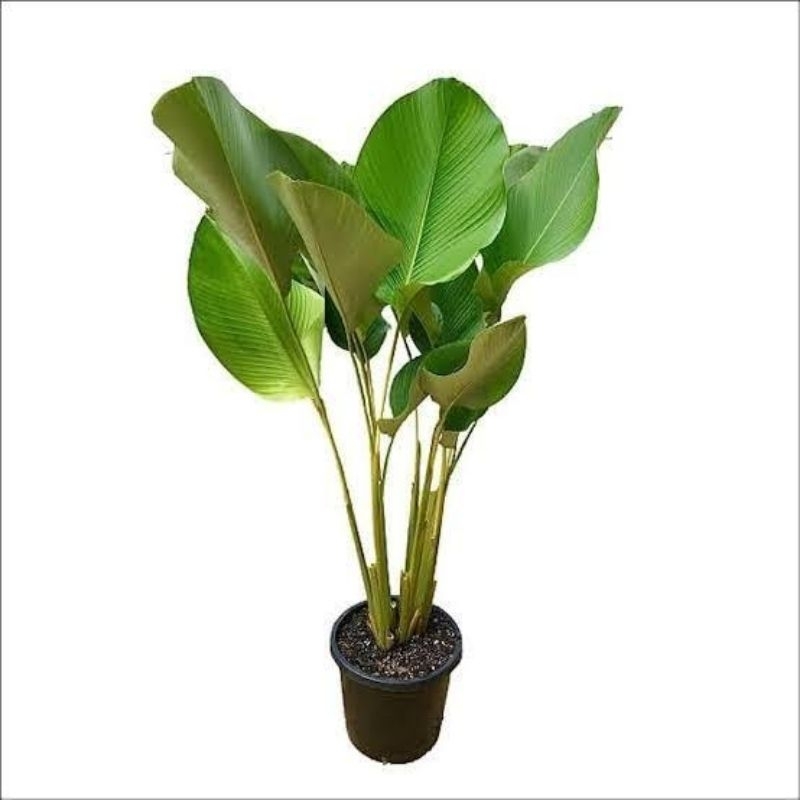 ( BISA COD ) Tanaman Hias Pisang Calathea Luthea Pohon Pisang Calatea Tanaman Indoor Pisang Pisangan
