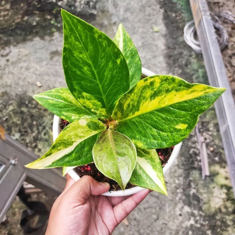 Jemani Cobra Varigata Hybrid/Jemani Varian Cobra Varigata size kecil