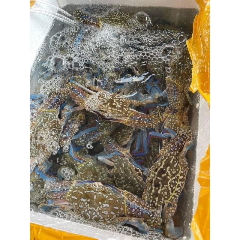 rajungan live hidup rajungan segar 1kg