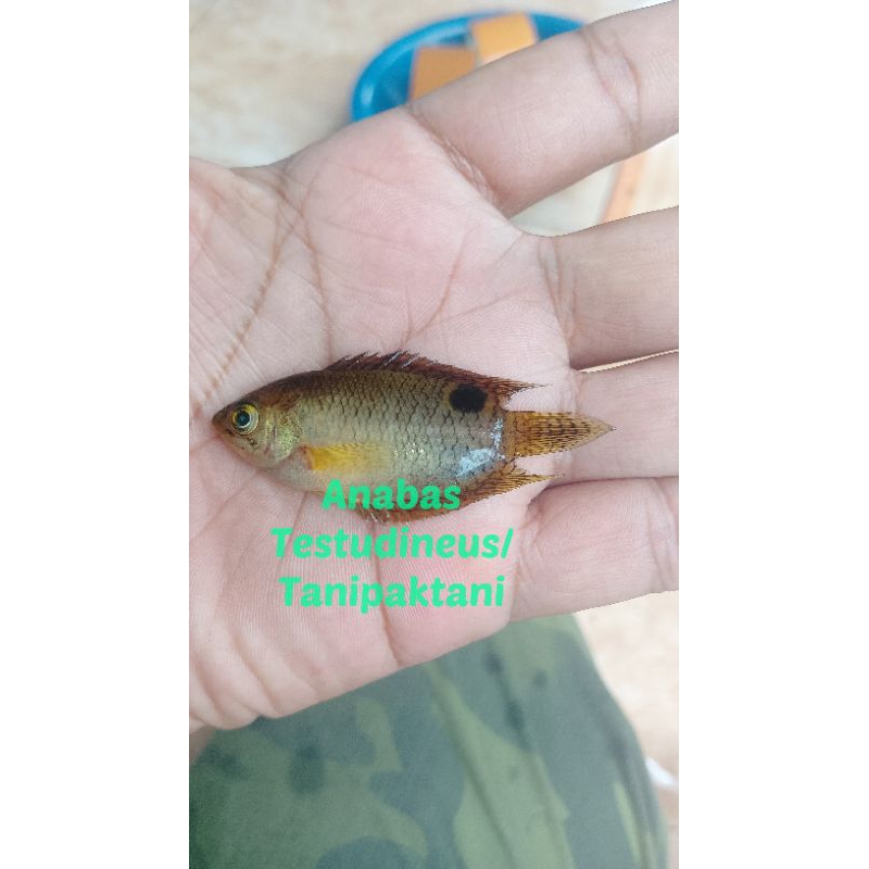 Gambar Malay Combtail Gourami (Belontia Hasselti)