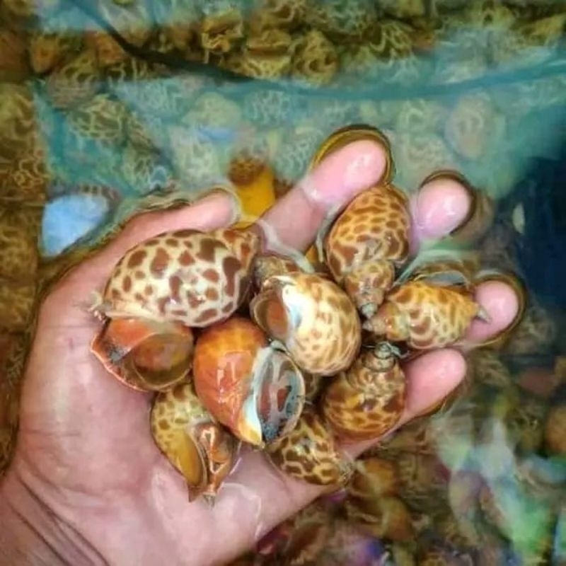 

Keong macan live hidup Kerang macan segar 1kg