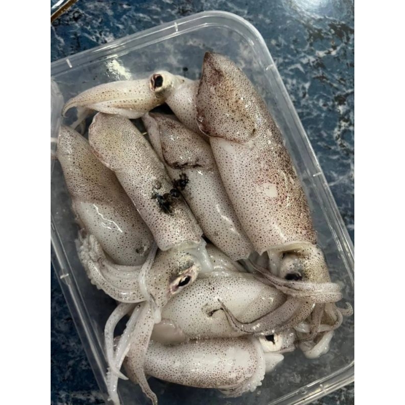 

Cumi kecil segar Baby cumi hasil laut segar 1kg