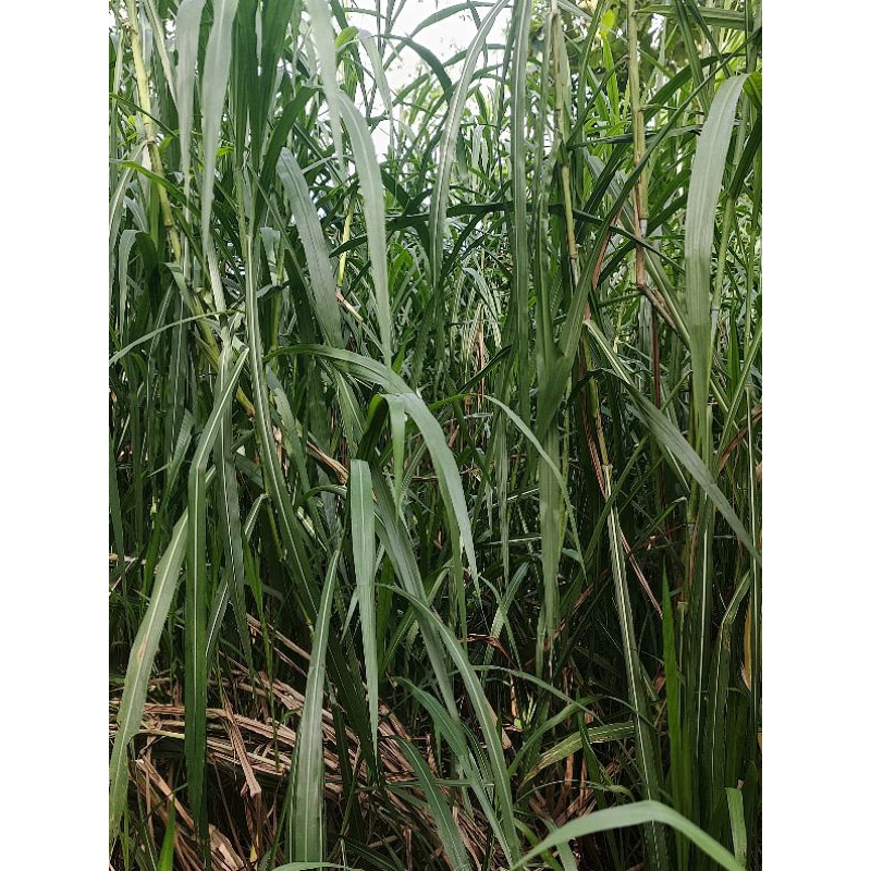 Rumput Biovitas (1 kg)