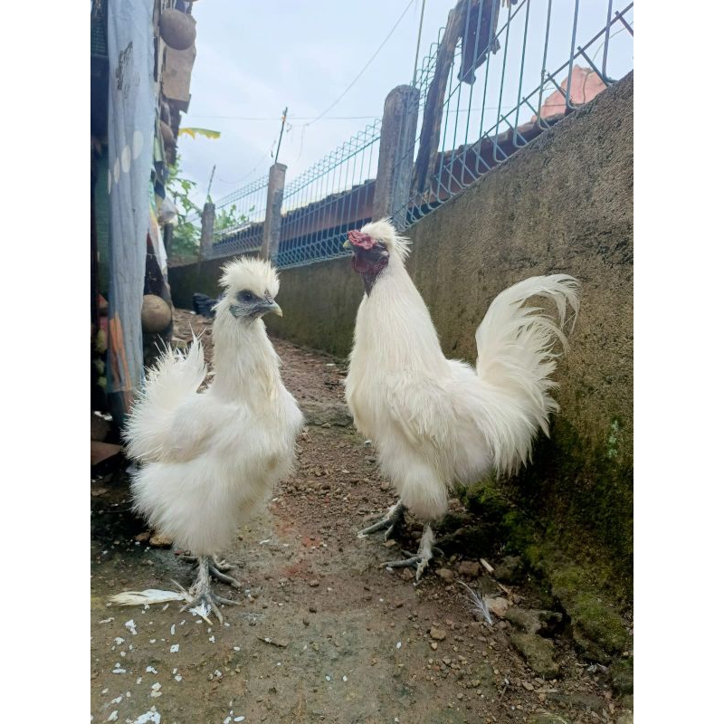 Ayam kapas unik ayam hias kapas sepasang jantan betina siap produksi