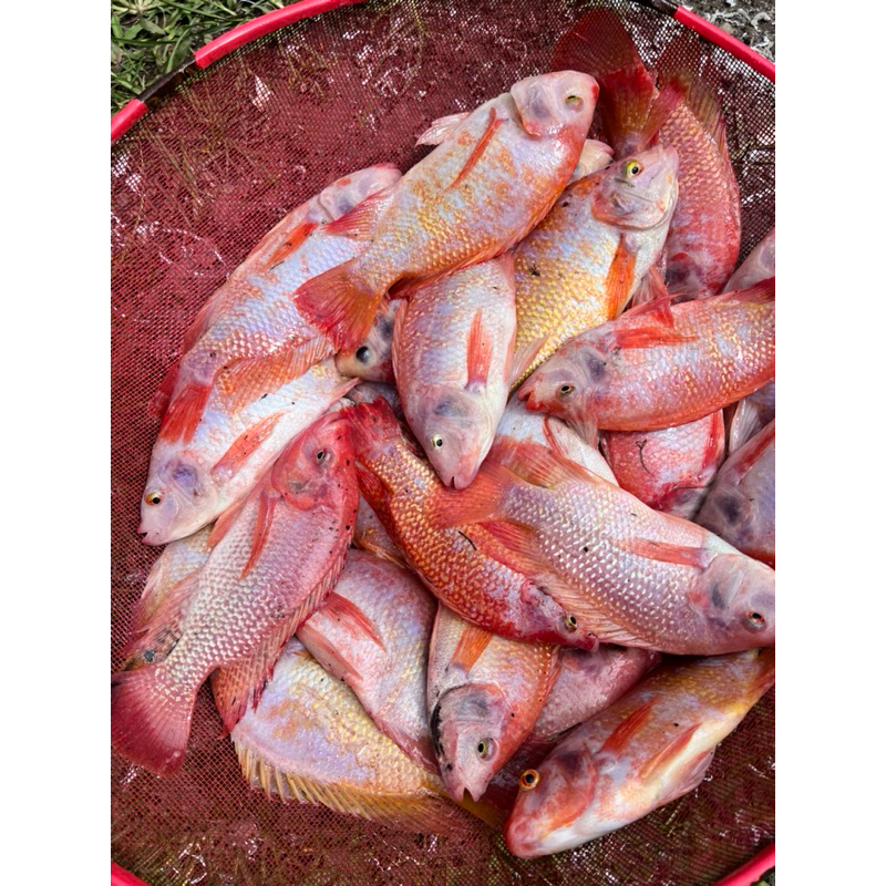 

Ikan Nila Merah