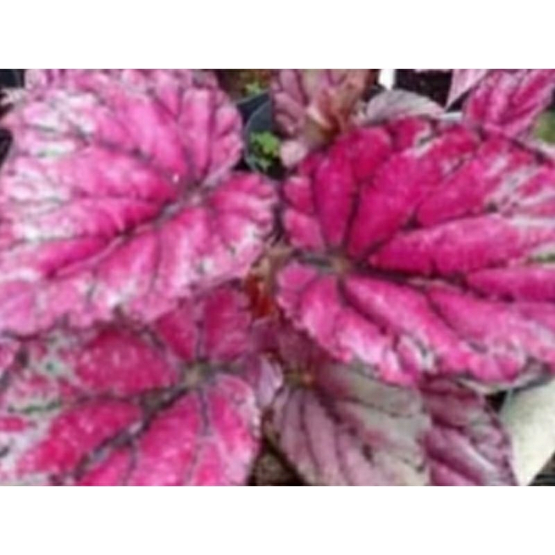 Begonia pink