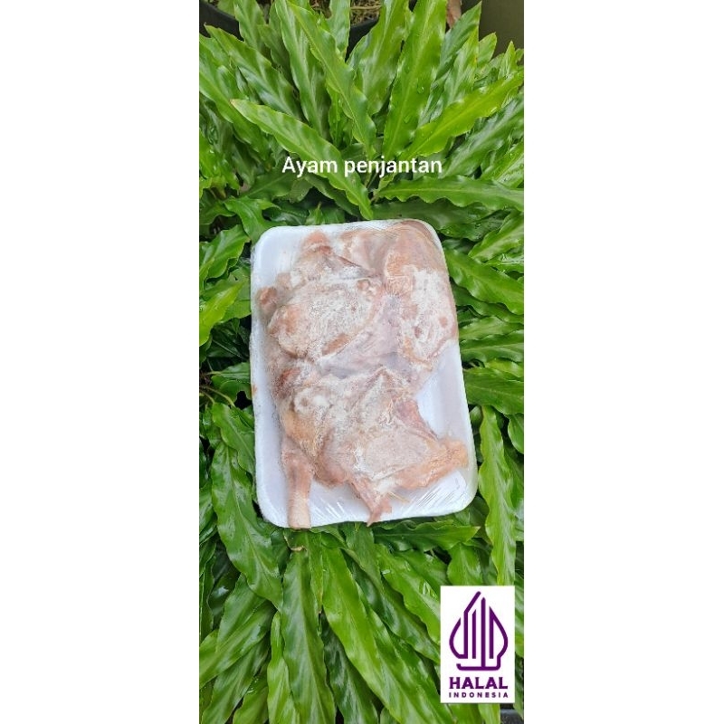 

Ayam penjantan termurah