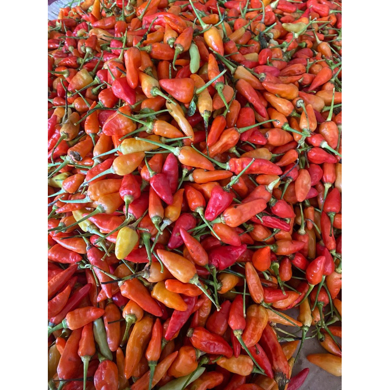 

cabai rawit super murahhh