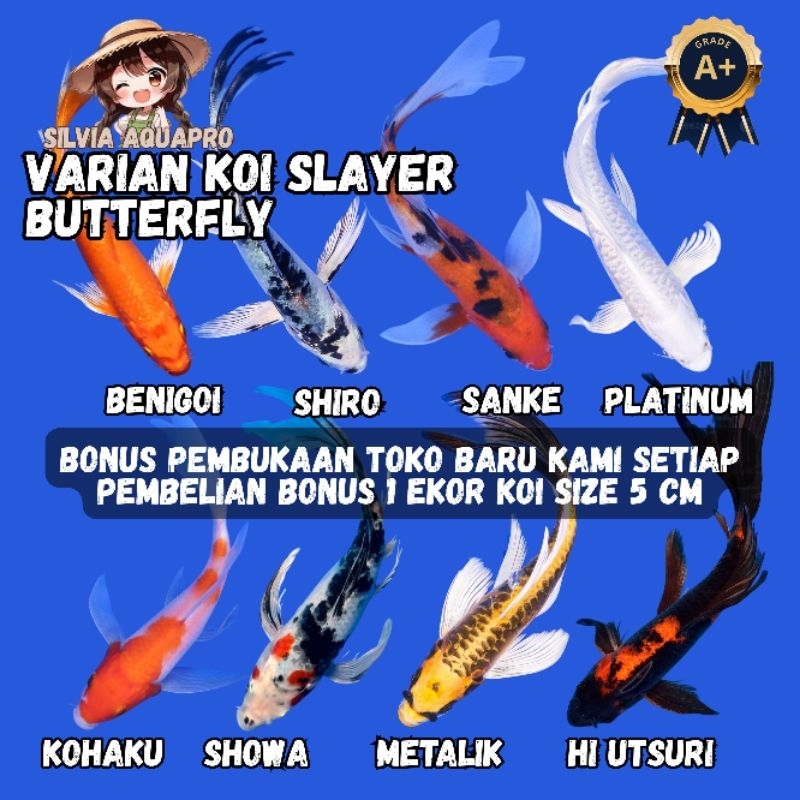 Koi Slayer Butterfly Size 10-15cm Grade A Diskon