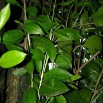 daun hena segar-adun inai-pacar kuku pewarna kuku