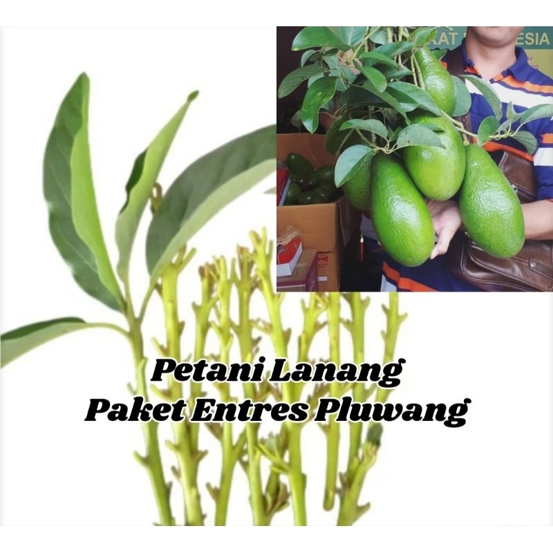 Paket 15 Entres Alpukat Pluwang Valid 100%
