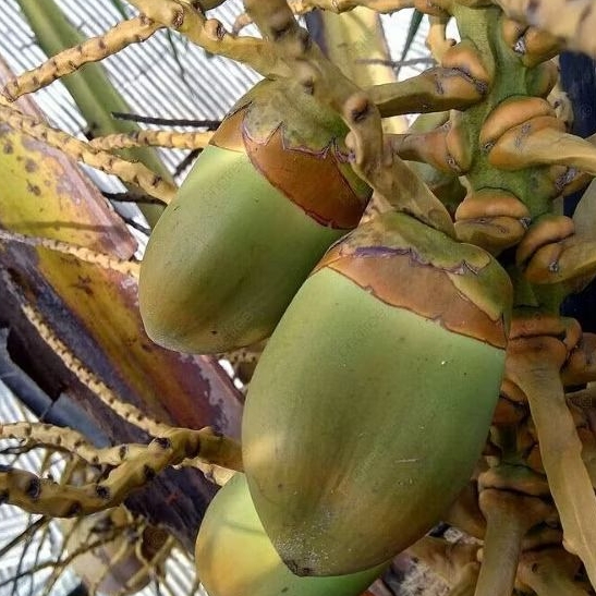 

BLULUK KELAPA/BIRULUK KELAPA PER 3 BIJI SIAP KIRIM