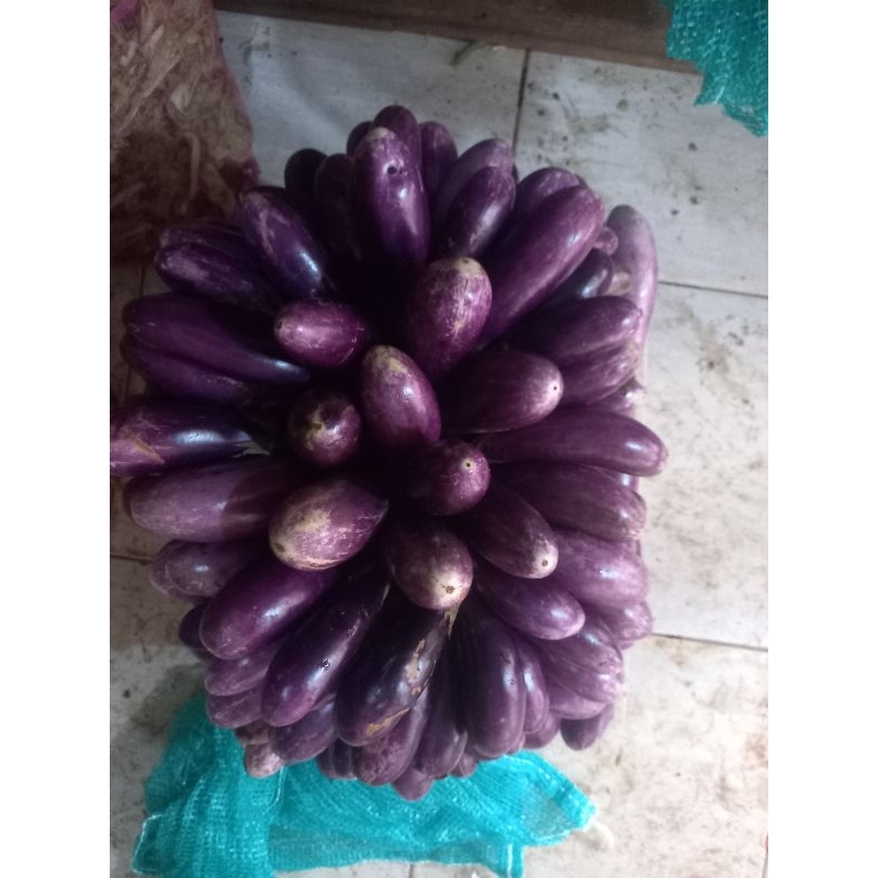 

Terong ungu 1 kg