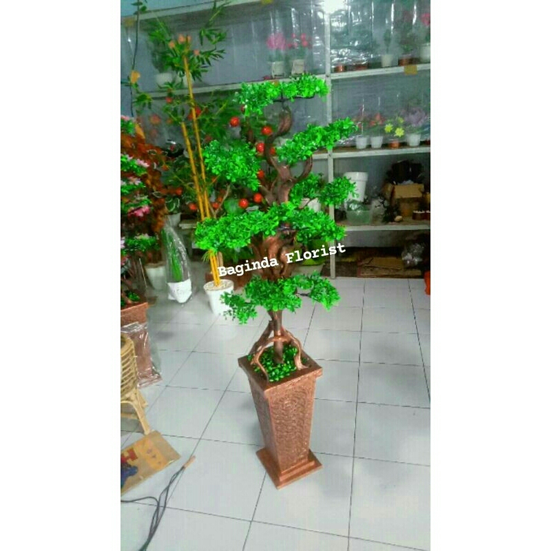 Bunga Sudut  Bonsai Daun Dolar Bgf