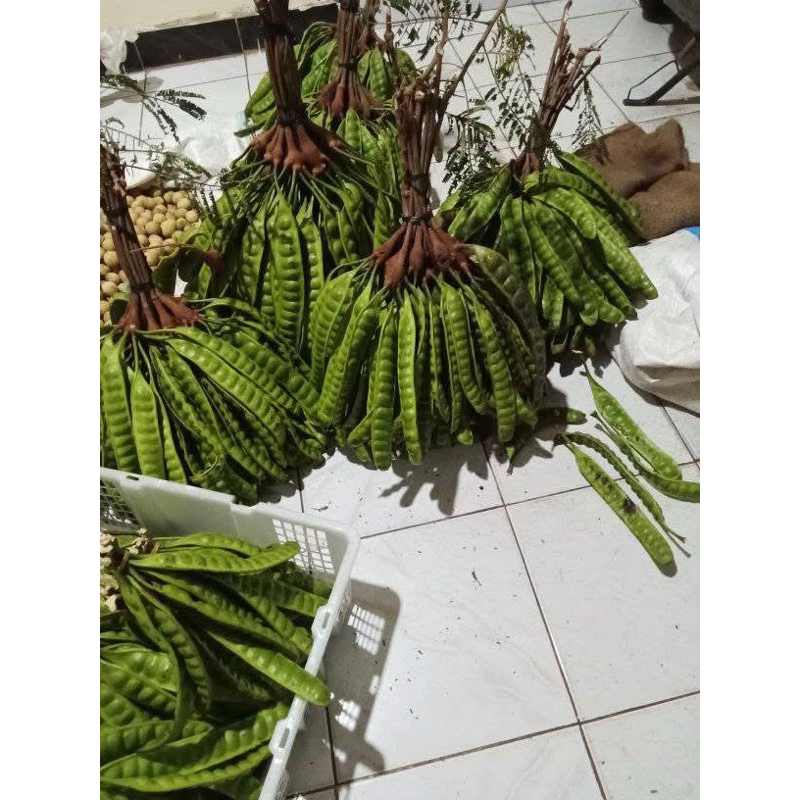 

Pete Tua isi 10 Papan (Lonjor) Segar