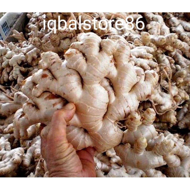 

promo cod 1kg jahe gajah fresh diskon 40%