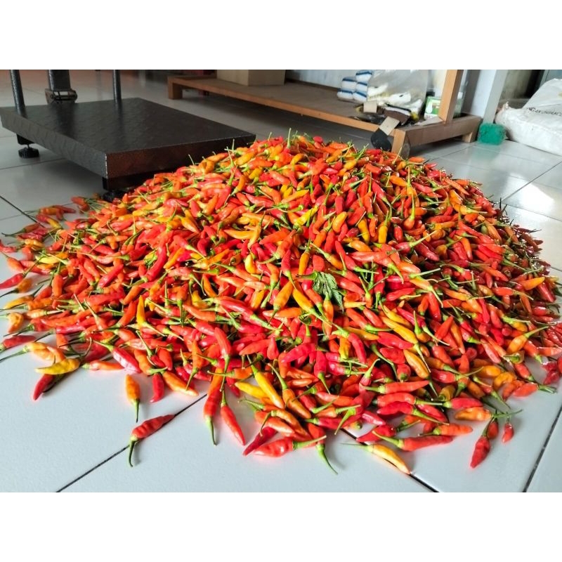 

Cabe sret fresh dari kebun