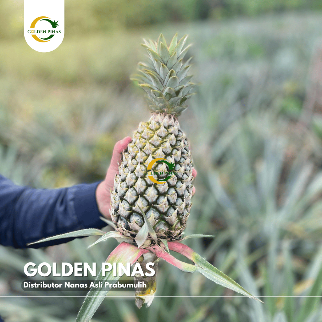

(Grosir) Nanas Manis Sumatera Asli Prabumulih UK Besar - Golden Pinas