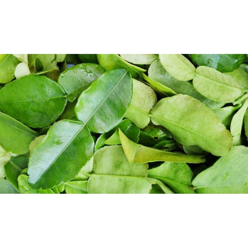 

DAUN JERUK PURUT SEGAR (BASAH)