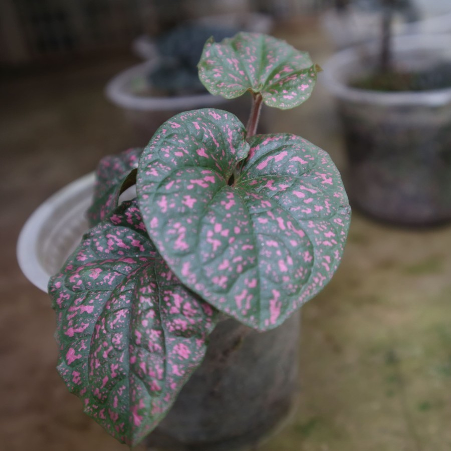 Tanaman Endemik Piper Papua