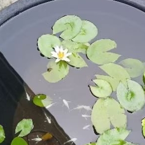 tanaman teratai mini