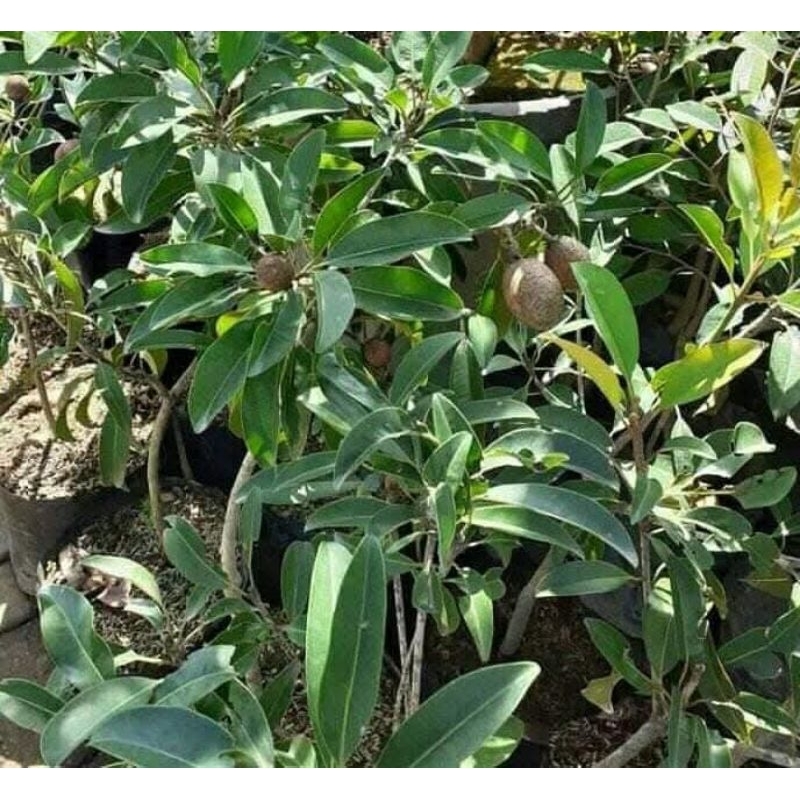 bibit sawo jumbo sawo mentimun berbuah