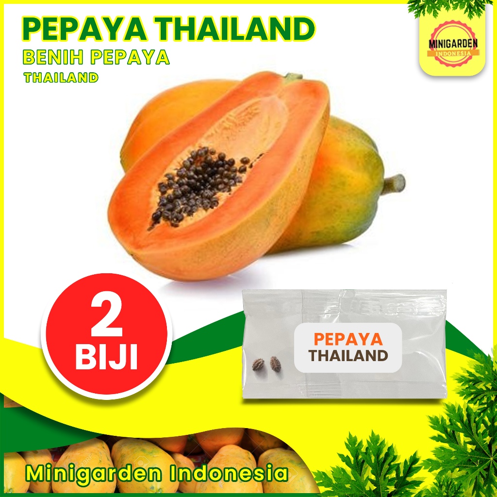 2 biji benih pepaya THAILAND super F1 bibit tanaman buah import bangkok
