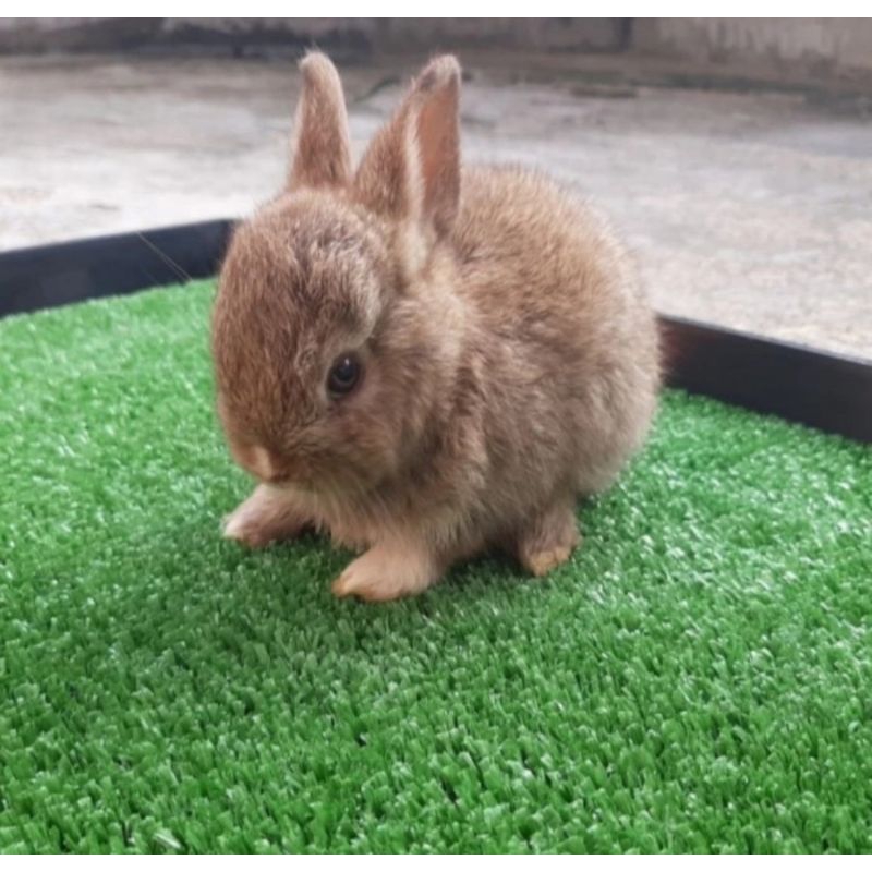 Kelinci Netherland Dwarf chesnut