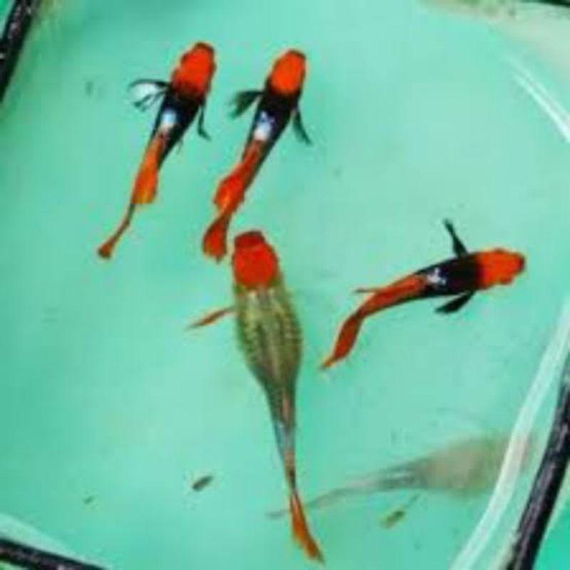 Guppy Toxedo koi paket isi 5 campur jantan betina