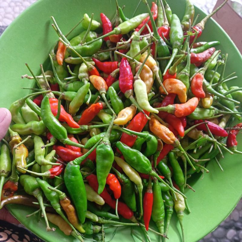 

cabe campur murah 1kgdan 500g