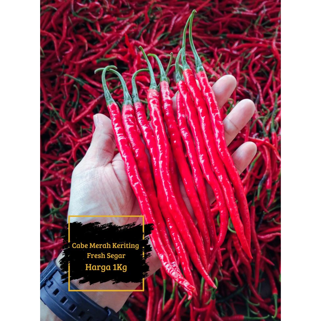 

Cabai / Cabe merah keriting 1kg cabai / cabe merah keriting fresh segar 1kg cabe / cabai keriting merah fresh segar harga 1kg