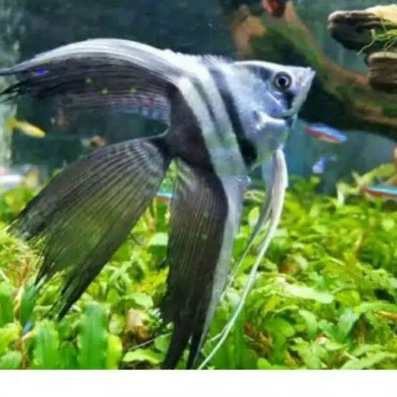 Manfish black white slayer