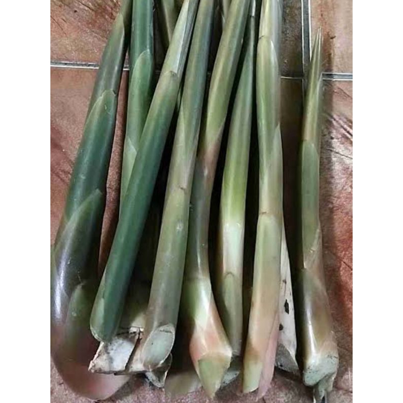 

Kecombrang muda segar kecombrang merah 500 gram