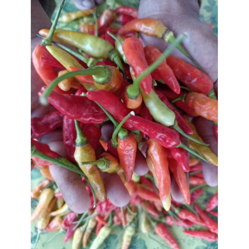 

Cabe Rawit Segar Pedas - 5kg | Fresh & Langsung dari Petani! Pengiriman Cepat