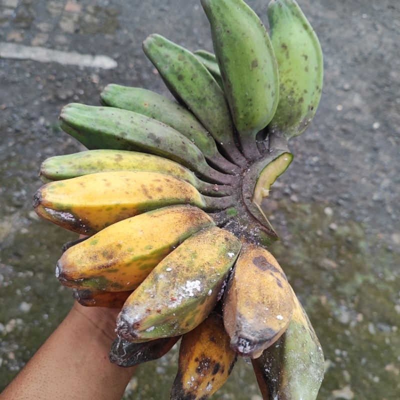 

pisang kepok 1kg langsung panen dari petani berat 1 kg 1000 gr original