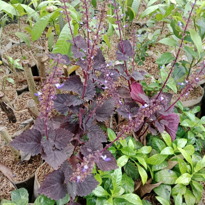 BIBIT TANAMAN MIANA ILER JAWER KOTOK MIANA JAWER KOTOK