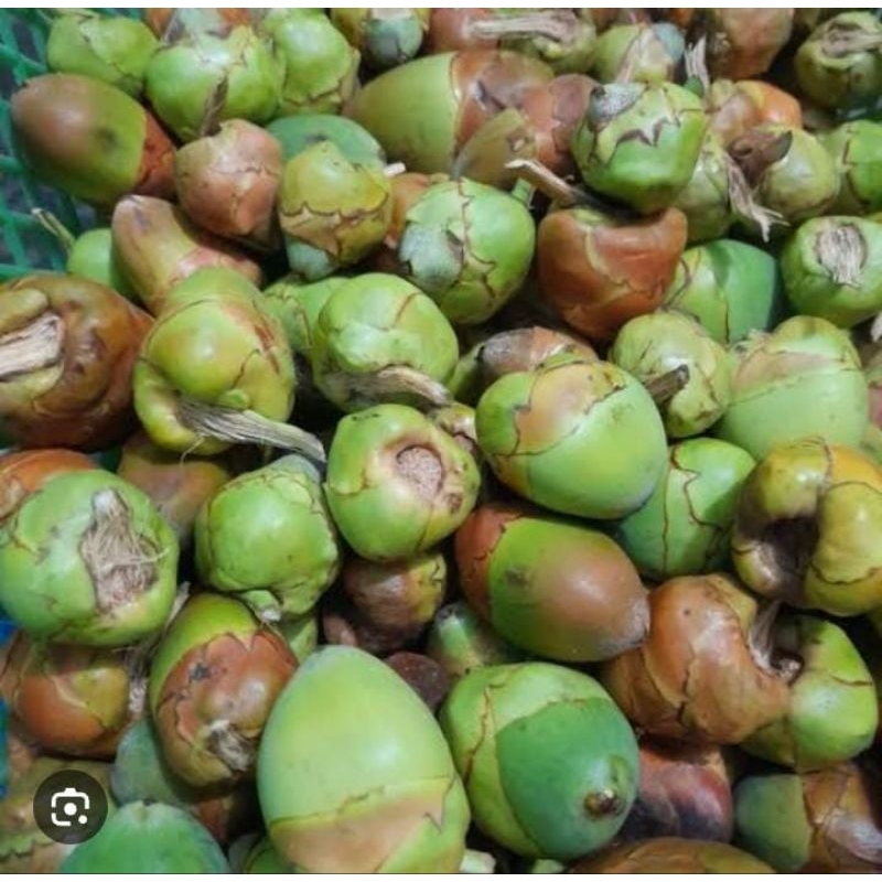 

Bululuk Tembuluk Kelapa 10 Buah Muda Besar Kecil Asli Fresh Obat Herbal Tradisional Murah