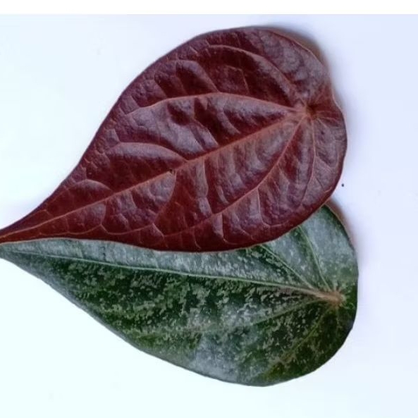 

Daun sirih merah/daun suruh merah segar petik langsung