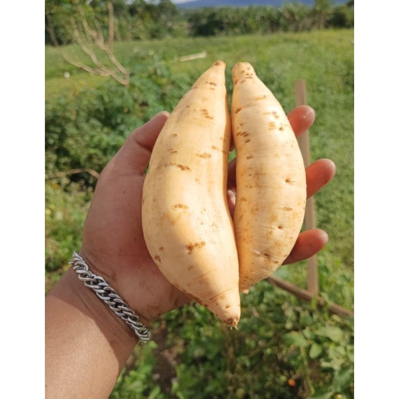 

UBI MADU CILEMBU MENTAH grade AB