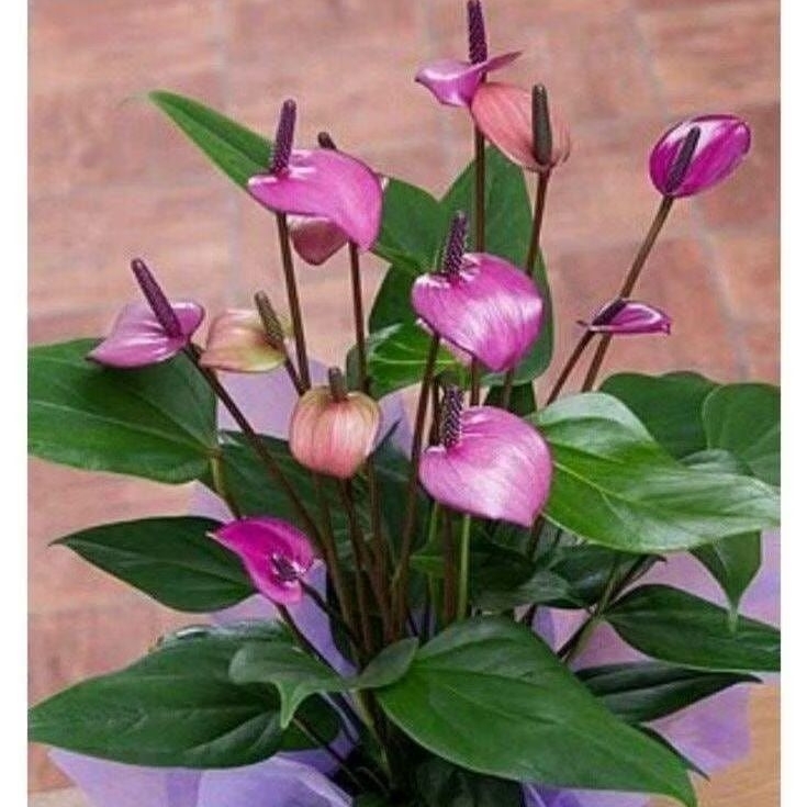 Tanaman Anthurium Ungu Tua / Dark Purple Anthurium / Deep Purple Anthurium / Anthurium watermaliense