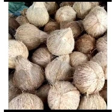 

Kelapa Tua untuk dibuat santan 1 biji